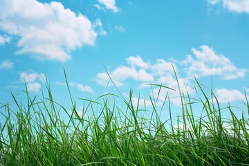 Obraz premium Grassy Field With Blue Sky
