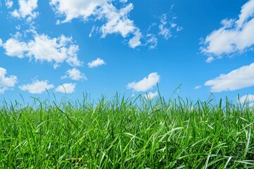 Fototapeta premium Green Grass Field Under Blue Sky
