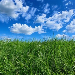 Fototapeta premium Grassy Field Under Blue Sky With Clouds