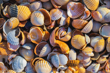 Shell Coast. Close-up of small seashells on the seashore. Sea background with sunset light