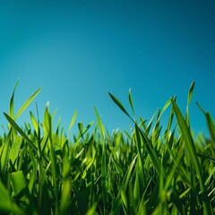 Close Up of Grass With Blue Sky