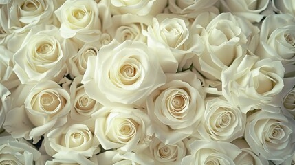 Abundance of Large White Roses