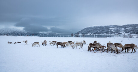 Beautiful panoramic image of a herd of reindeer on a saami farm in northern Norway © Menyhert