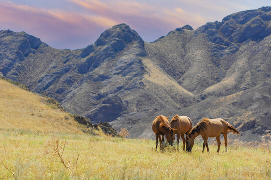 Scenic view of grazing horses in a picturesque setting. Natural beauty of the river delta and rocky landscape. Peaceful atmosphere with wild horses in their natural habitat.