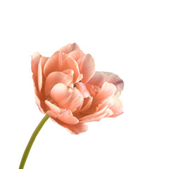 peach delicate tulip on the stem on a transparent background.	