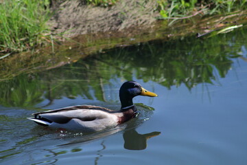 Pato nadando