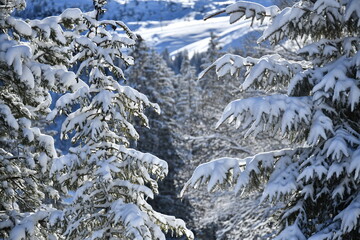 Winter scenery with snowy trees
