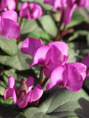 Zbliżenie na kwiaty rośliny z gatunku Cyclamen © Kumulugma