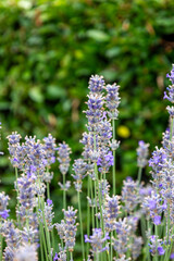Obraz premium A bunch of purple flowers with green leaves. The flowers are in a garden and are in full bloom