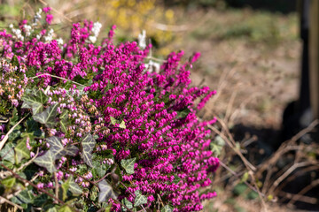 Purple Heather Blooming in Spring (Calluna vulgaris)