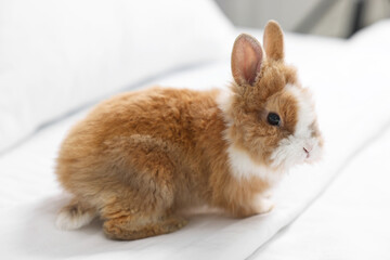Cute fluffy pet rabbit on comfortable bed