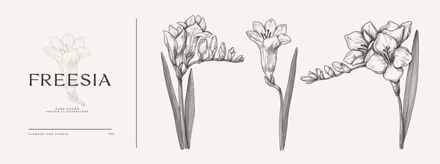 Freesia. Summer garden flower, vector illustration. Botanical illustration for floral design in perfumery and cosmetology. - obrazy, fototapety, plakaty