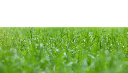 Meadow with bright green grass on white background, banner design