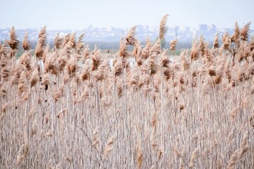 Thickets of common golden reed against the backdrop of a clear blue sky, a pond and a city...