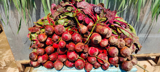 Red Beetroot is a fresh vegetable organic healthy food. Fresh vegetables on stalls in a pakistani market. Carrots and beets. Bunch of raw beetroots just picked from the garden. 4k footage.