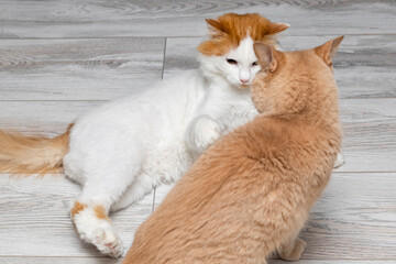 the cat is angry and preparing to attack.