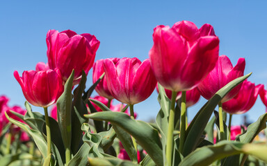Colorful and gorgeous tulips 