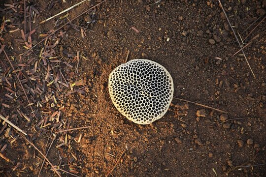Trypophobia test