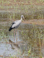 Anastomus oscitans, Asian openbill stork,  feeding in a ricefield