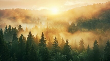 Obraz premium Majestic sunrise over a fog covered forest in the early morning 