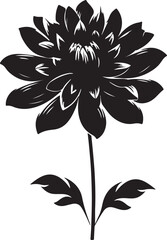 Dahlia Flower Silhouette Vector Illustration White Background