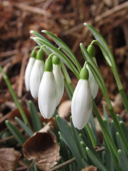 Zbliżenie na kwiaty rośliny z gatunku Galanthus © Kumulugma