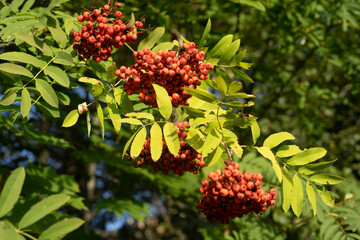Red rowan. Berries on tree. Rowan bush.