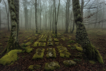 Foggy spring morning in the beech forest of Monte Santiago on the border between the Basque Country...
