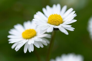 Obraz premium Pâquerette 