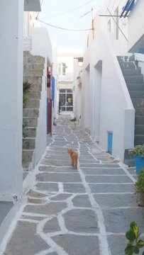 Following a cat with steadycam in picturesque narrow street with traditional whitewashed houses with blooming bougainvillea flowers of Naousa town in famous tourist attraction Paros island, Greece