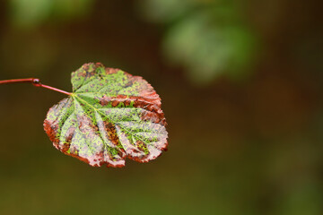 Aspen leaf after autumn rain. - 756635464