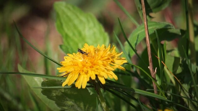 A tiny black Carpenter Ant Bee pollinates a yellow dandelion in spring 