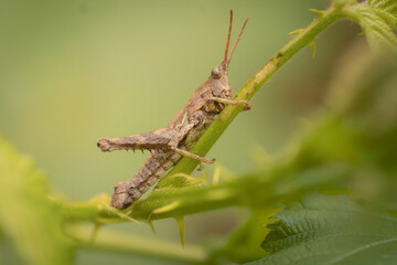 saltamontes