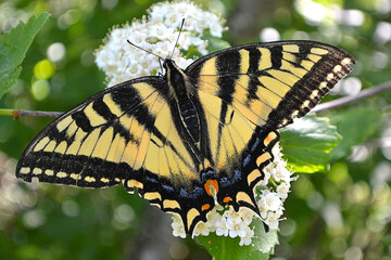 Tiger Swallowtail closeup