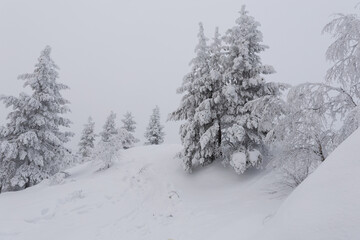 stille Winterlandschaft, verschneite B&auml;ume auf einem H&uuml;gel