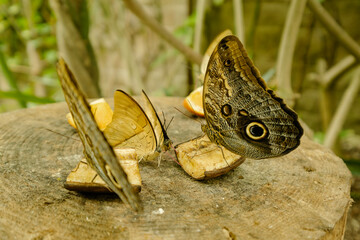 feeding butterfly in green house that recreates an equatorial environment dedicated to exotic butterflies, Italy