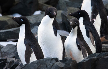 Adele penguins in Antarctica