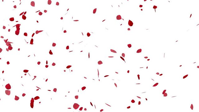 rose petals falling overlay animation with transparent background