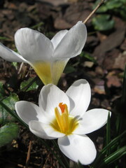 Zbliżenie na biały kwiat krokusa