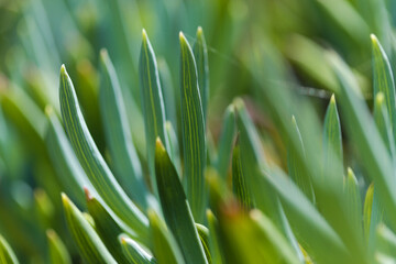 Curio repens aga blue finger plant attractive succulent leaves natural macro floral background