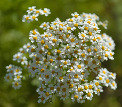 Flora of Gran Canaria -  Tanacetum ferulaceum, fennel-leaved tansy endemic to the island, natural macro floral background