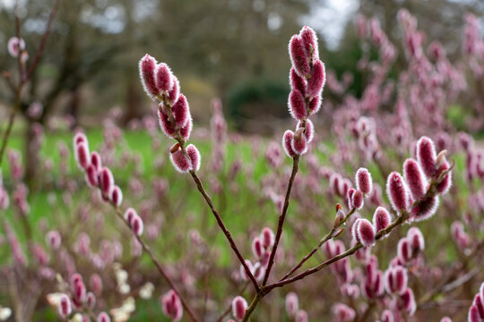 Salix gracilistyla known in Englash as rose-gold pussy. It's  a willo that is native to to Japan, Korea and China.