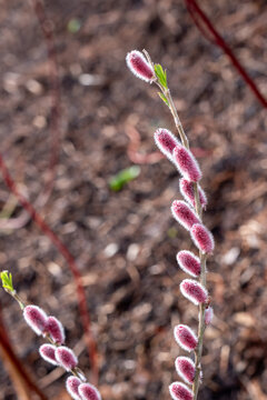 Salix gracilistyla known in Englash as rose-gold pussy. It's  a willo that is native to to Japan, Korea and China.