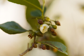 Flora of Gran Canaria -  flowering Visnea mocanera tree, natural macro floral background