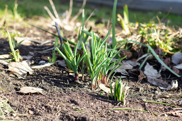 Green small grass sprouts in early spring