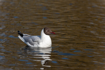 An adult black-headed gull (Larus ridibundus) in summer plumage rests on the water of the lake - 756646069