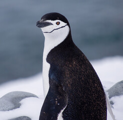 Chinstrap Penguin in Antarctica