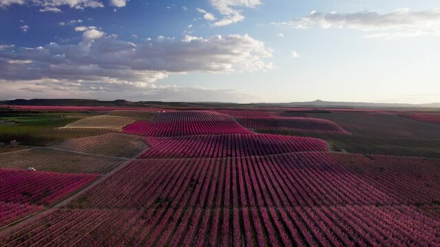 V&iacute;deo a&eacute;reo con drone entre campos muy floreados de color rosa. Floraci&oacute;n de &aacute;rboles de duraznos en primavera. Hermoso campo de agricultura de color rosa