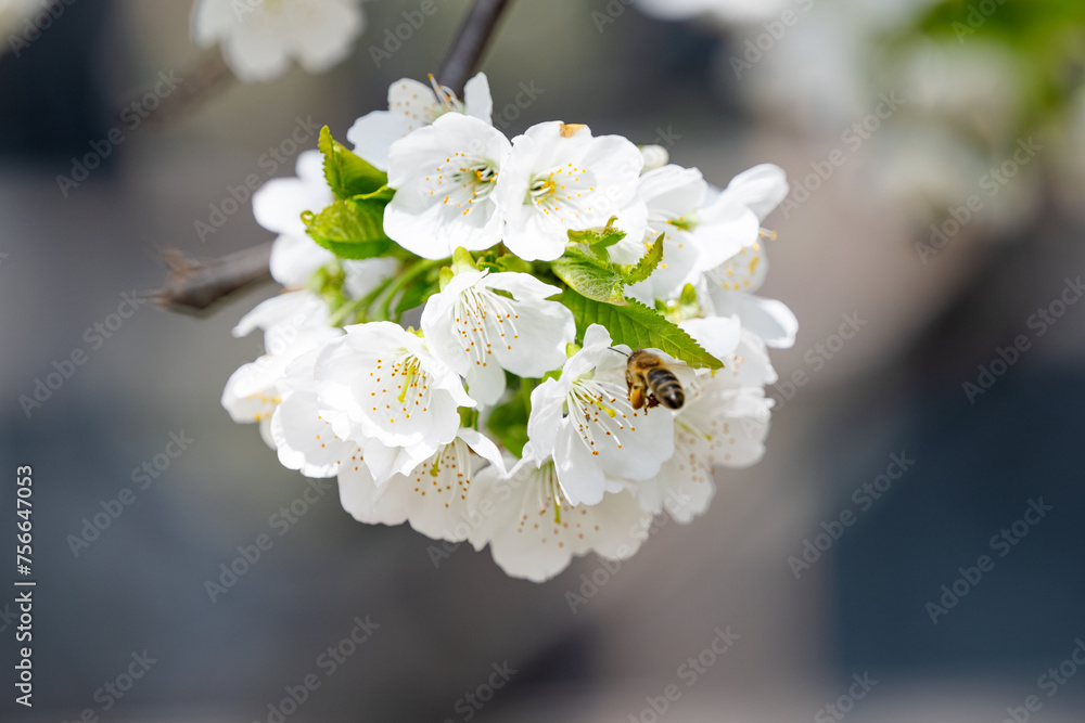 Wall mural cherry flowers blooming