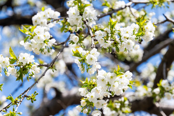 cherry flowers blooming